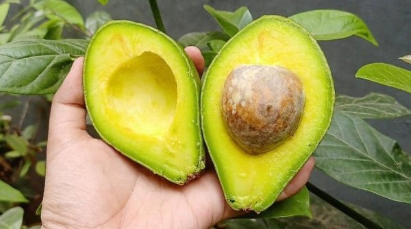 Makanan Ajaib yang Menaklukkan Kolesterol Tinggi
