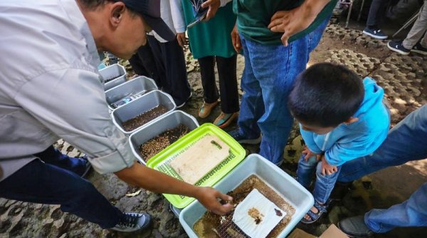 Pemkot Bandung Siapkan Hanggar Maggot di 151 Kelurahan dan TPS Gedebage untuk Tangani Sampah Organik