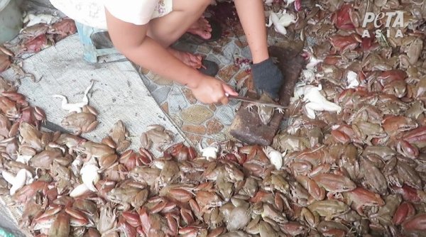 Carrefour Tangguhkan Impor Kodok Indonesia Setelah Investigasi Mengejutkan dari PETA