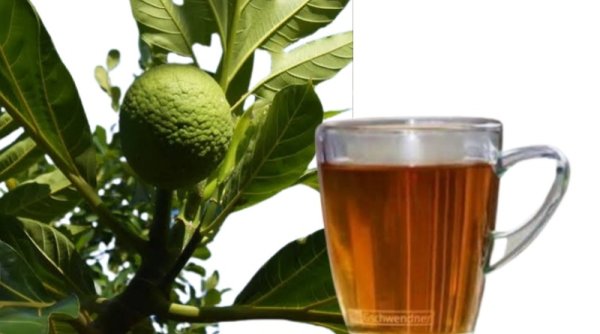 Khasiat Rebusan Daun Sukun dan Cara Mengolahnya Menjadi Minuman Sehat