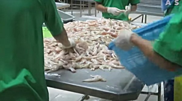 Kedubes Prancis di Jakarta akan Diserbu Aktivis PETA yang Mengenakan Topeng Kodok