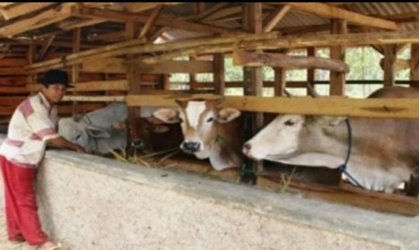 Usaha Ternak Sapi Potong di Sumedang Masih Berpeluang Sukses