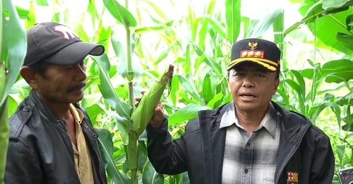 Program STARBAK Ditingkatkan Jadi 1 Desa 10 Hektare
