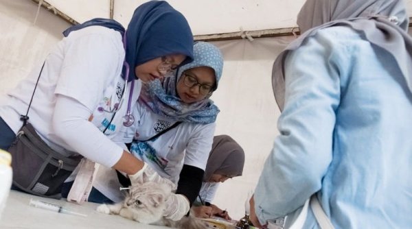 Vaksinasi Rabies dan Sterilisasi Kucing Liar Gratis Diadakan di Kota Bandung