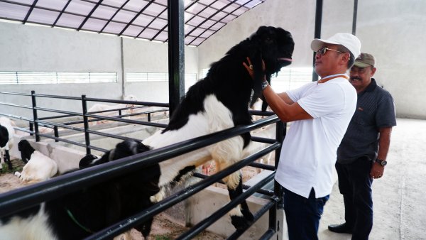 Direktur Pembiayaan Pertanian Merintis Ekosistem Pembiayaan Peternak Lokal