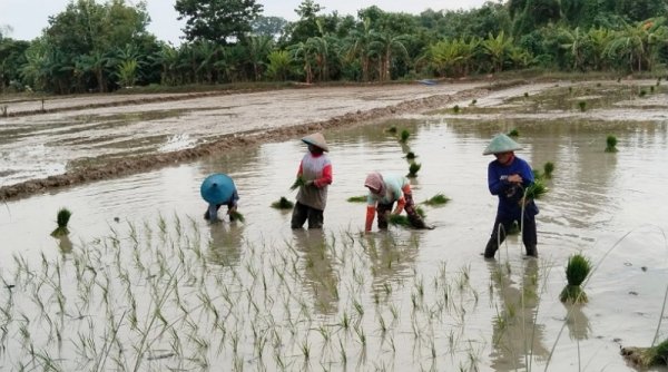 Alokasi Pupuk Bersubsidi Petani Bojonegoro Ditambah untuk Tingkatkan Produksi