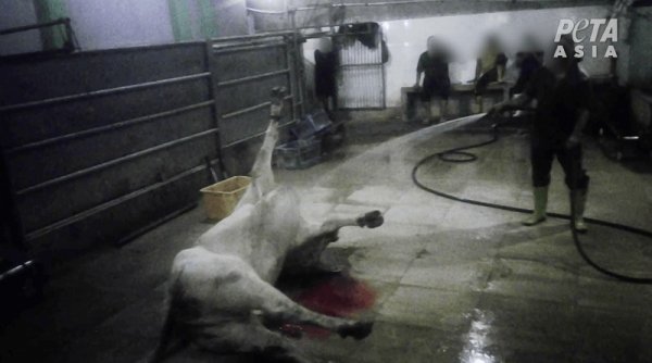Investigasi Baru PETA, Rumah Jagal dengan “Standar Tertinggi” Mengoyak Sapi Hidup-hidup