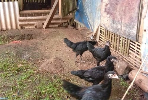Keluarga Miskin Dapat Bantuan Ternak Ayam