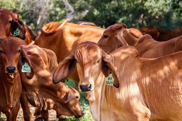 Informasi terkini tentang harga sapi kurban di Bandung pada tahun 2024