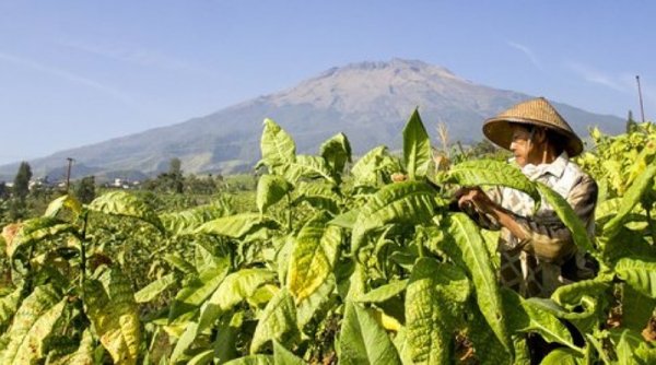 Pengendalian Produk Tembakau di Indonesia, Dukungan Industri Hulu dan Hilir