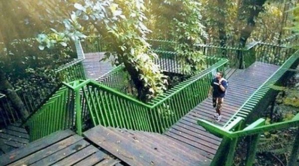 Menikmati Forest Walk Babakan Siliwangi, Hutan di Jantung Kota Bandung