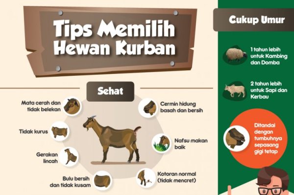 Panduan Lengkap Memilih Domba Sebagai Hewan Qurban: Kriteria dan Tips