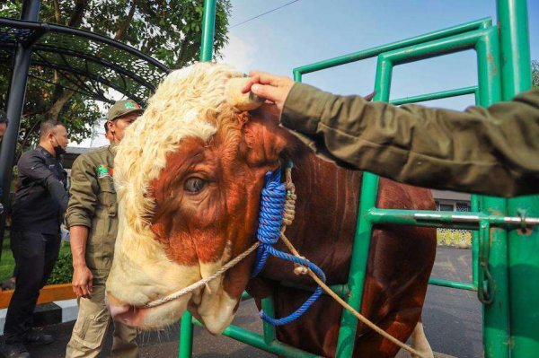 Penyembelihan Hewan Kurban di Kota Bandung Capai 13.701 Ekor
