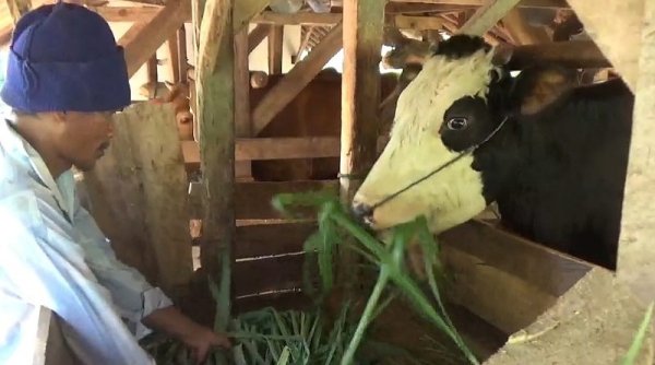 Sapi Laris, Petani di Kab. Sumedang Senang