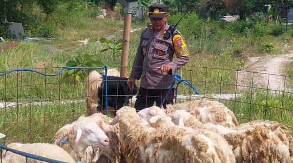 Sosok Kapolsek Gresik Kota Berdagang Hewan Kurban Sejak Tiga Tahun, Berdayakan Anak Muda Sekitar