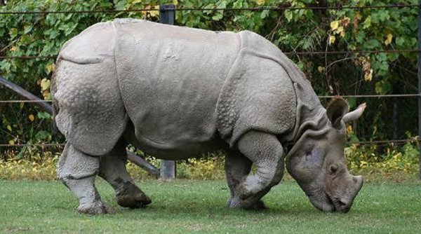 Pelaku Pemburu Badak Jawa Telah Berhasil Ditangkap