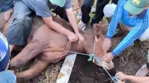 Warga Komplek BBA Potong 6 Ekor Sapi dan 8 Domba, Ini Kata Nurmawan Ketua RW Setempat
