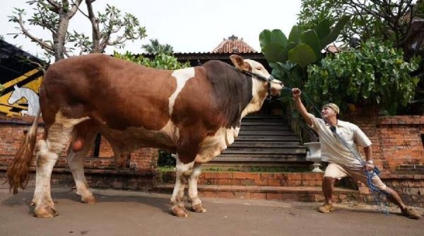 Kali Ini Irfan Hakim Membuat Netizen Melow Kembali Dengan Sapi Kurbannya