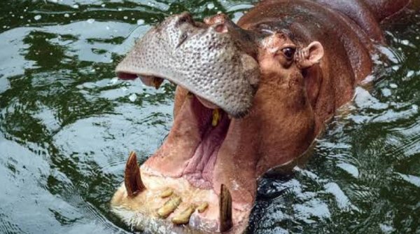 Taman Safari Bogor Beri Peringatan Pada Pengunjung yang Telah Viral Karena Beri Makan Sampah Pada Kuda Nil