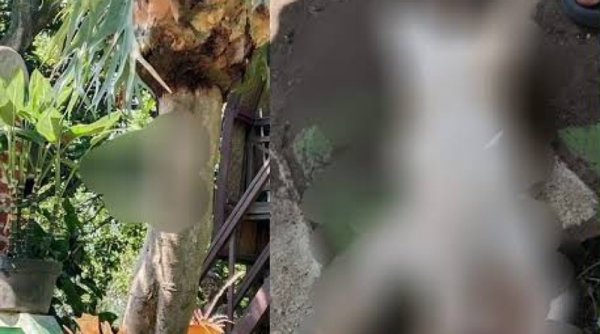 Kasus Kekejaman: Kucing Mati Dipaku di Pohon, Pelaku Terungkap