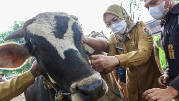 83 Petugas Pemeriksa Hewan Kurban Disebar Pemkab Purwakarta Menjelang Hari Raya Iduladha 1445 Hijriah/2024