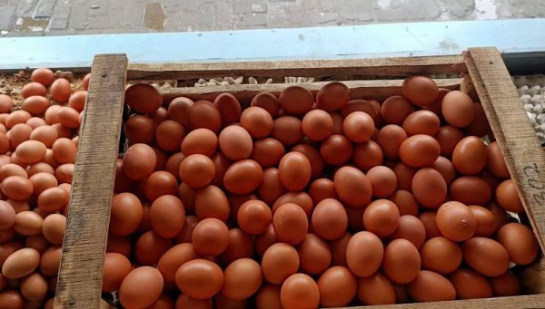 Terkini: Harga Telur Ayam Ras Melonjak, Daging Sapi Murni Alami Penurunan - Update Harga Bahan Pokok 11 Juni 2024