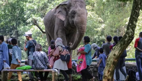 Taman Margasatwa Ragunan Sambut Pengunjung Libur Idul Adha dengan Jam Operasional Khusus dan Protokol Kesehatan