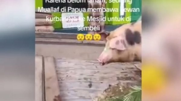 Niat Baik Mualaf Papua: Diduga Membawa Babi untuk Dikurbankan di Masjid