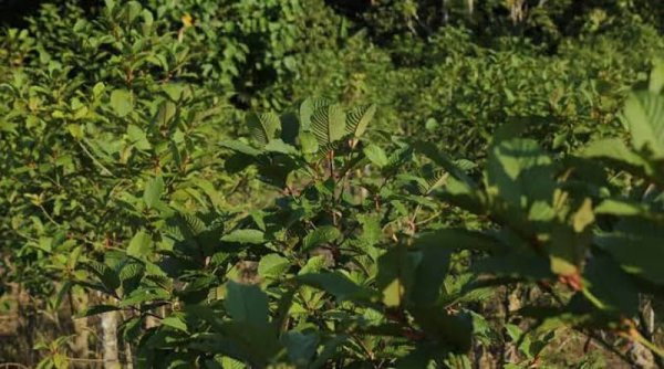 Presiden Jokowi Mendorong Regulasi Perdagangan Kratom untuk Mendukung Ekonomi Lokal