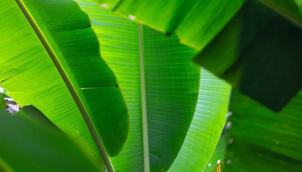 Daun Pisang, Solusi Awet untuk Pembungkus Makanan Ramah Lingkungan dan Aroma Alami