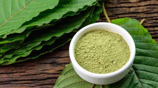 Manfaat Daun Kratom, Mampu Meningkatkan Fokus