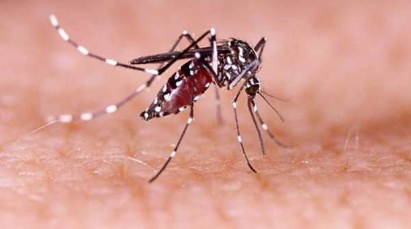 Rekor Internasional: Kasus DBD Meningkat Tajam di Seluruh Dunia, Indonesia Catat Hampir 200.000 Ribu Kasus