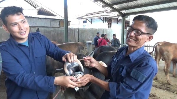 Waspadai Dua Penyakit Hewan di Momen Kurban