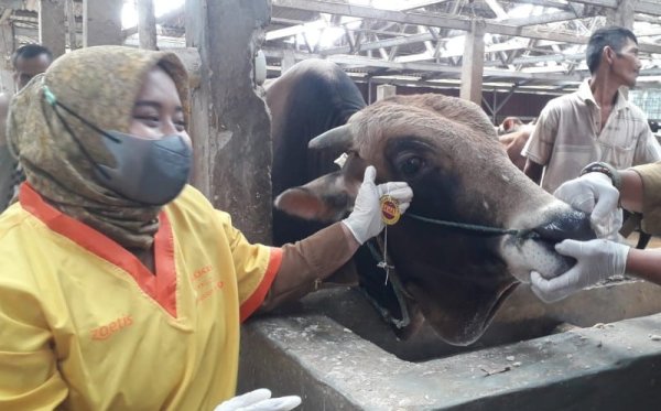 Beli Hewan Kurban di Sumedang, Kondisinya dijamin Sehat!