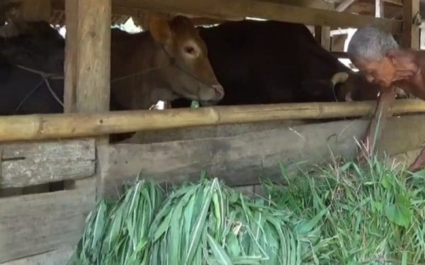 Rahasia Sapi Gemuk Alami di Dusun Batugara Sumedang