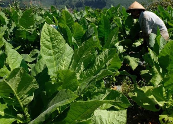 Dampak Produksi Tembakau Dilarang, Mengakibatkan Angka Pengangguran Bertambah