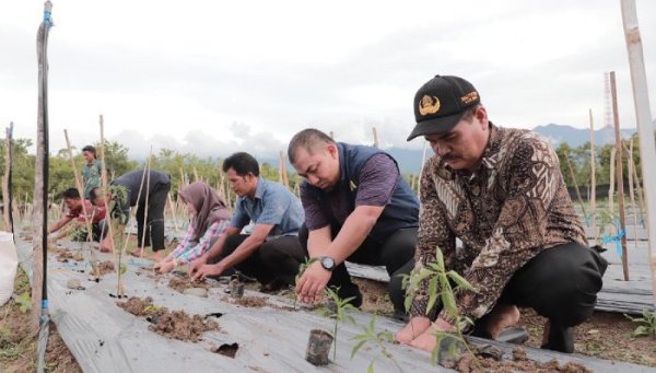 Inovasi Pertanian, Pj Bupati Aceh Besar Budidayakan 2.500 Batang Cabe di Pekarangan Meuligoe