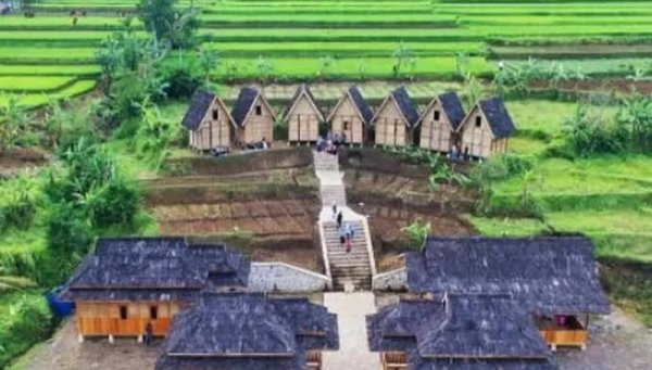 Warungkondang: Jantung Pelestarian Padi Pandanwangi, Simbol Kejayaan Cianjur