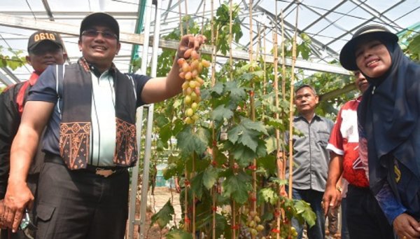 Kebun Anggur Puncak Rahayu, Destinasi Wisata Baru di Desa Mekarrahayu