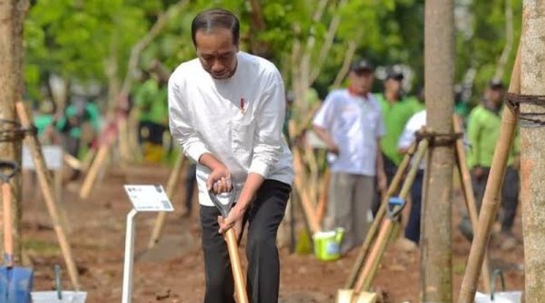Presiden Jokowi Lakukan Penanaman Tebu Perdana di PT Global Papua Abadi, Merauke