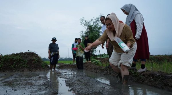 Wali Kota Semarang Tanam Padi Biosalin di Lahan Tidur Terimbas Rob