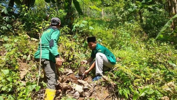 Kegiatan Penanaman Pohon oleh GP Ansor Desa Bandung untuk Melestarikan Alam