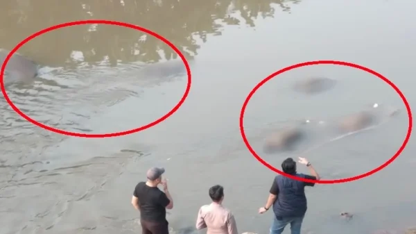 Gegerkan Warga, Ditemukan 7 Mayat Terapung di Kali Bekasi