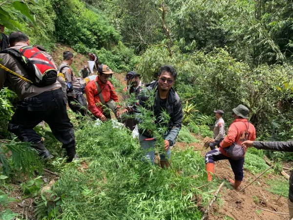 Polisi Temukan Ladang Ganja di Lereng Gunung Semeru Lumajang