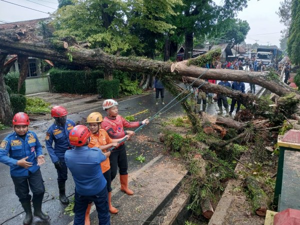 Pohon Tumbang Akibat Hujan dan Angin Tutup Jalan di Sukabumi
