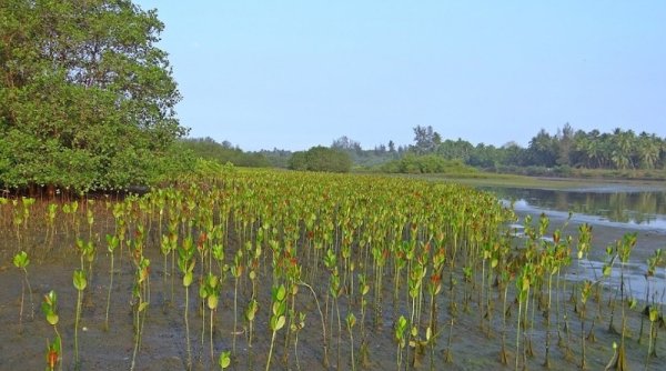 Bali Hadirkan Sensasi Wisata dari Mangrove