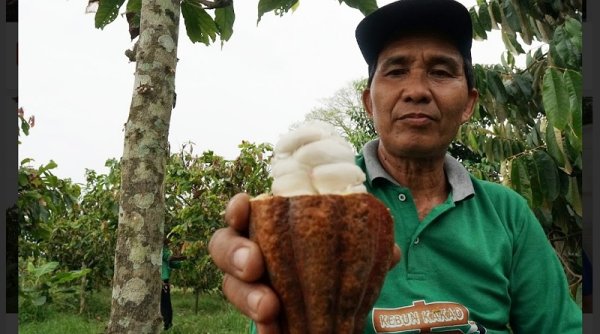 Rasakan Kelokalan Cokelat Artisan Kampung Merasa Berau Kaltim