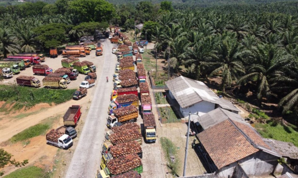 Kerusakan Pabrik Kelapa Sawit Swasta di Banten Picu Antrian Panjang di PKS Kertajaya dan PKS Cikasungka
