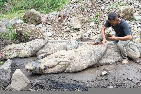 Penakangkaran Buaya di Cianjur Jebol, 80 ekor Buaya Lepas ke Pemukiman Warga