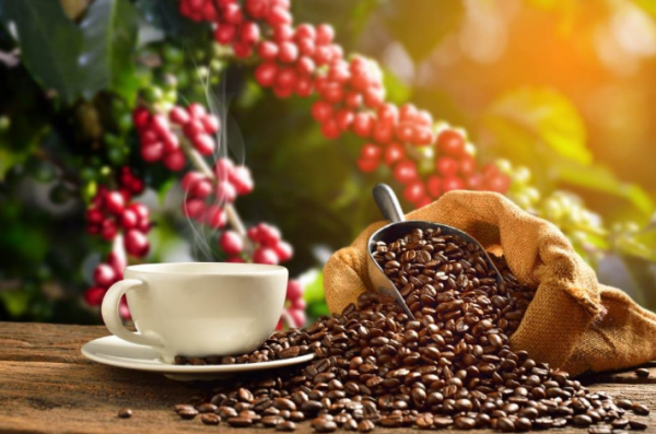 Mengenal Beragam Varietas Kopi Terbaik dari Indonesia